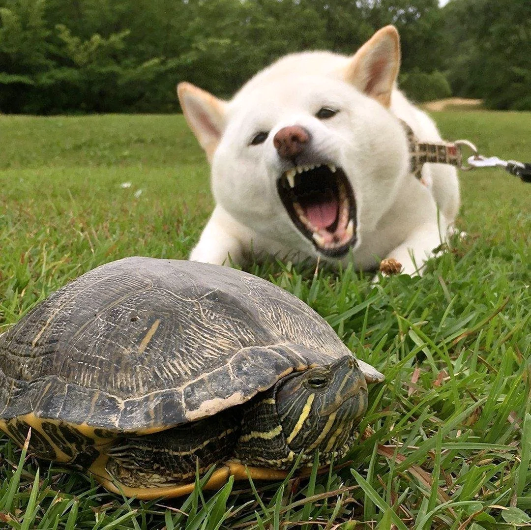 Смешные черепахи. Красивое животное