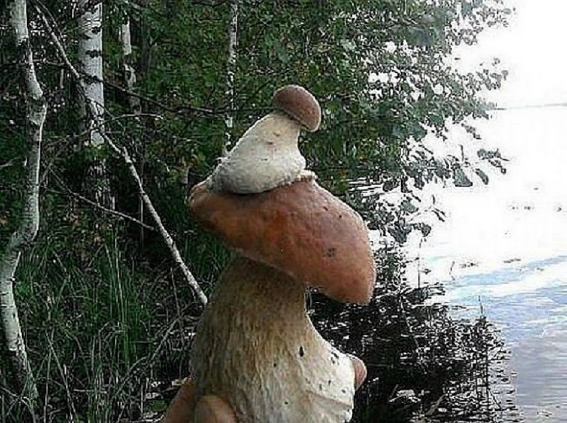 Смешные грибы. Картинка