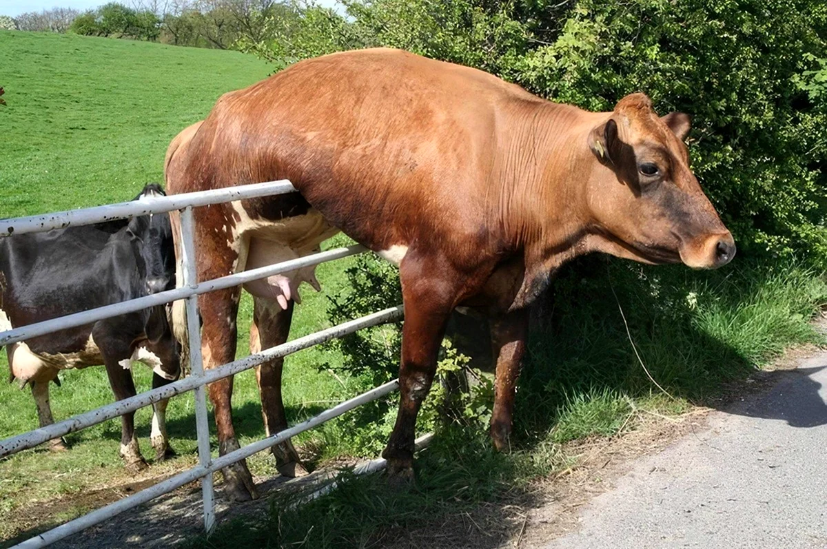 Смешные коровы. Картинка