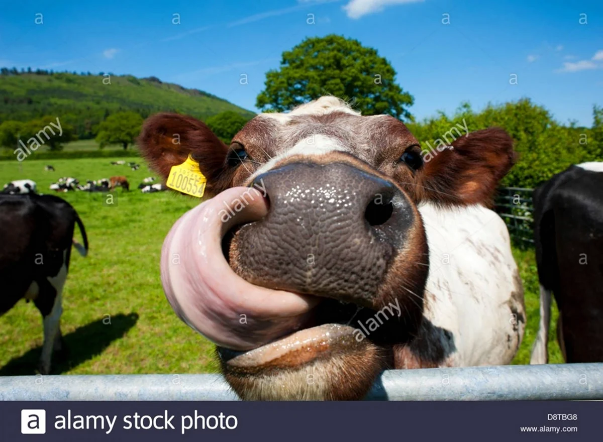 Смешные коровы. Картинка