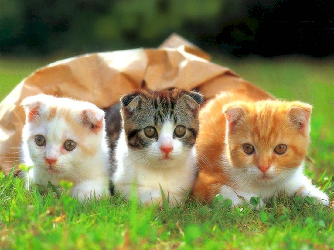 Смешные котята. Красивые картинки животных