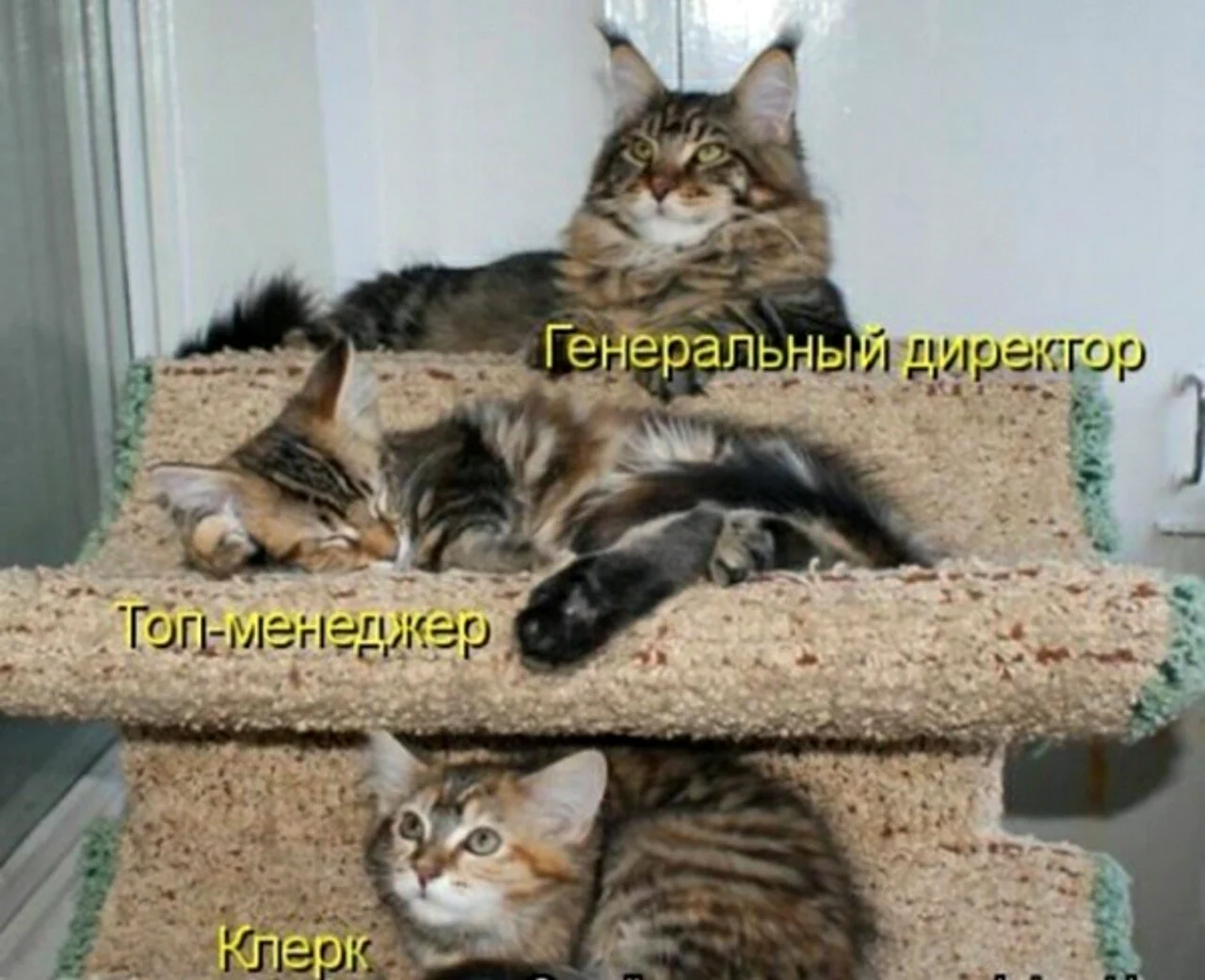 Смешные коты с надписями. Картинка
