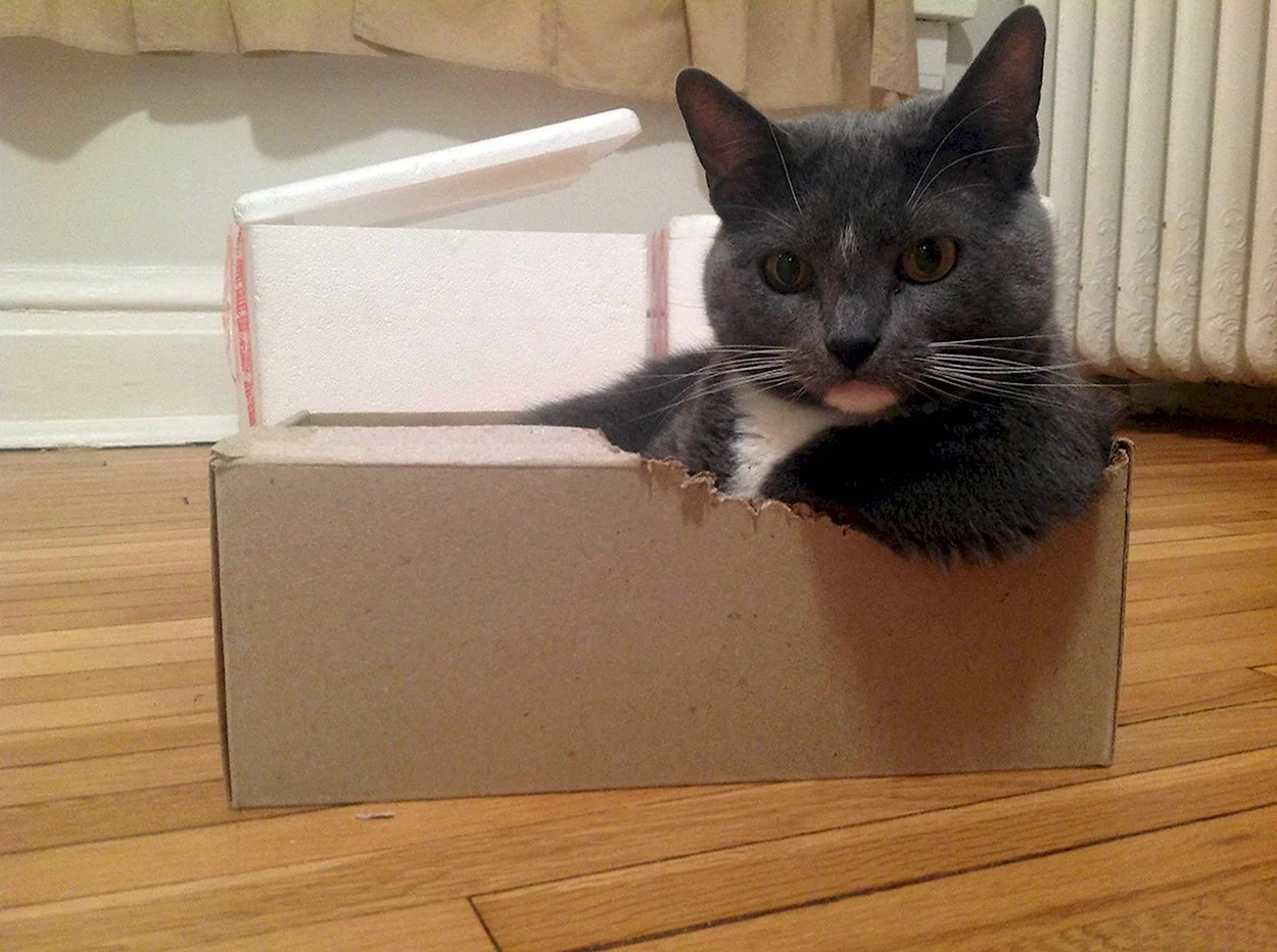 Смешные коты в коробках. Красивое животное