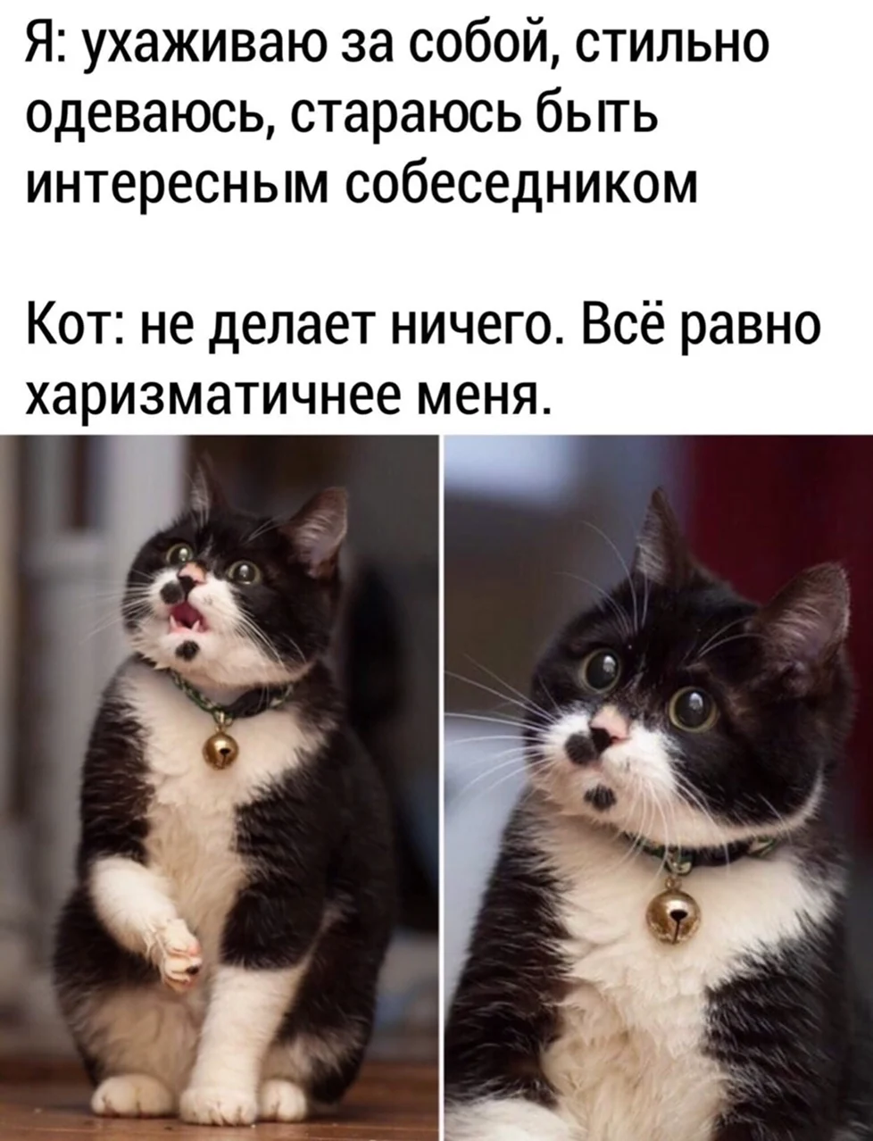 Смешные мемы с котами. Прикольная картинка