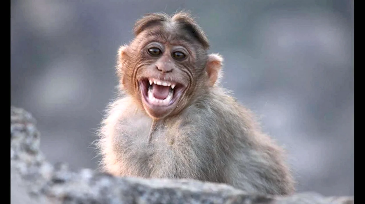 Смешные обезьянки. Красивое животное