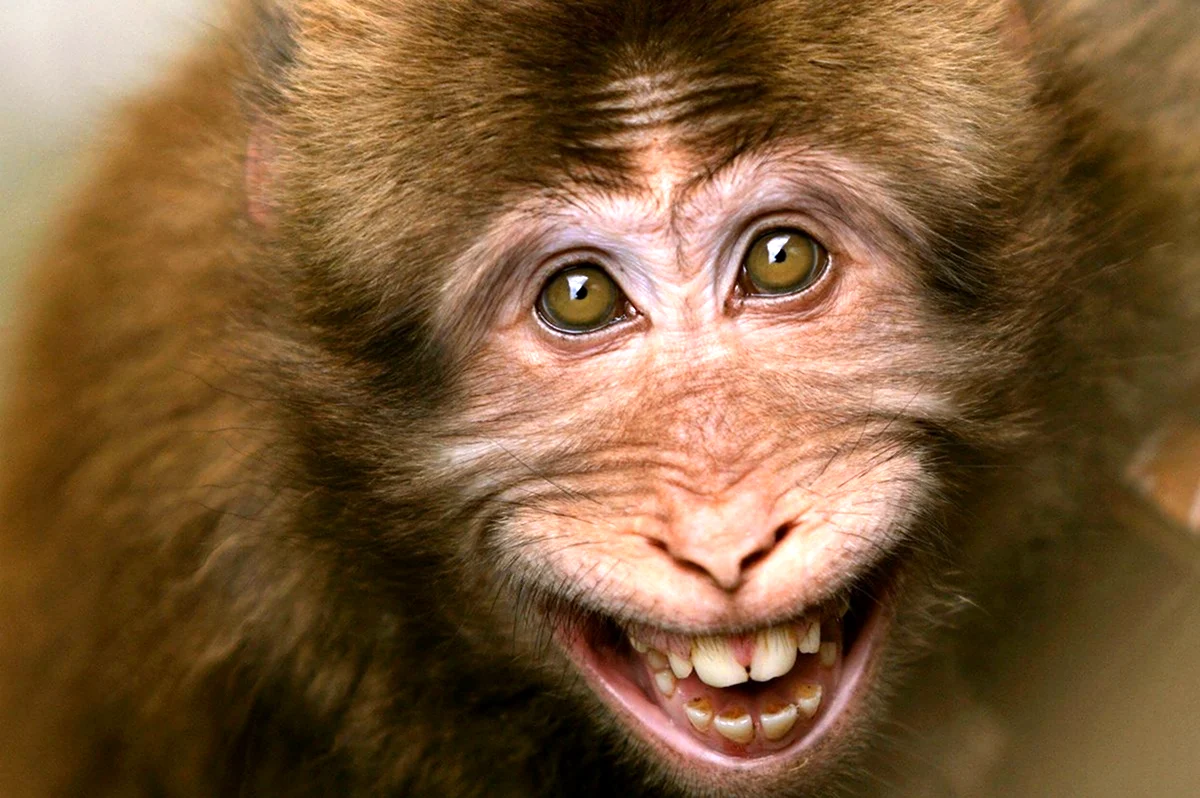 Смешные обезьянки. Красивое животное