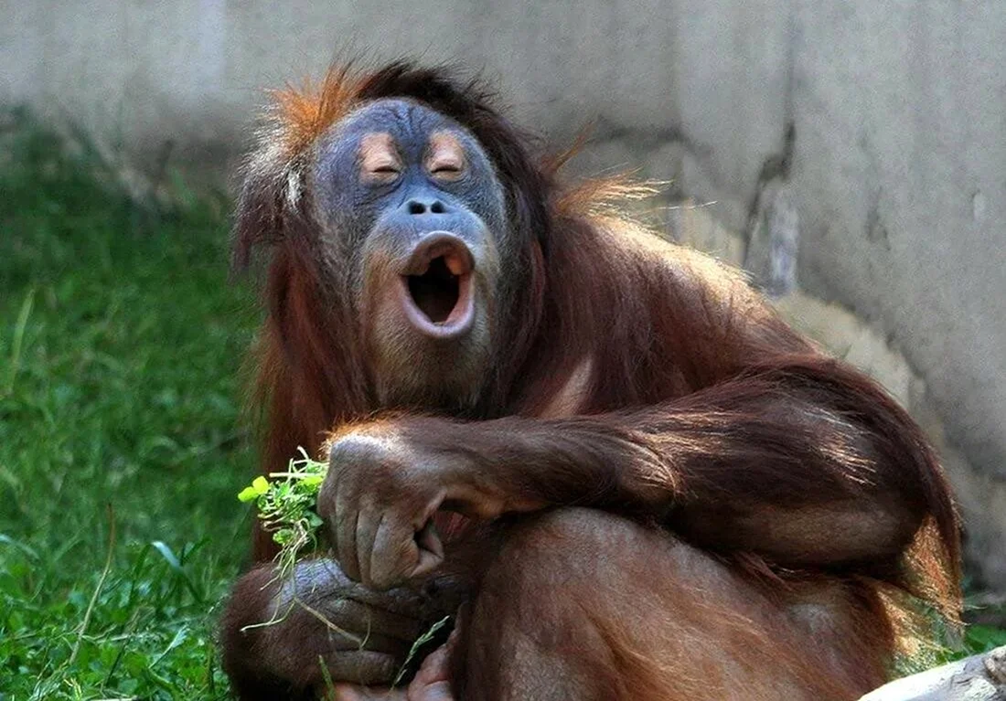 Смешные обезьяны. Прикольная картинка