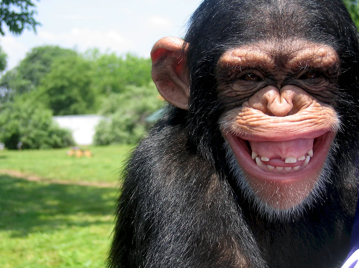 Смешные обезьяны. Красивое животное