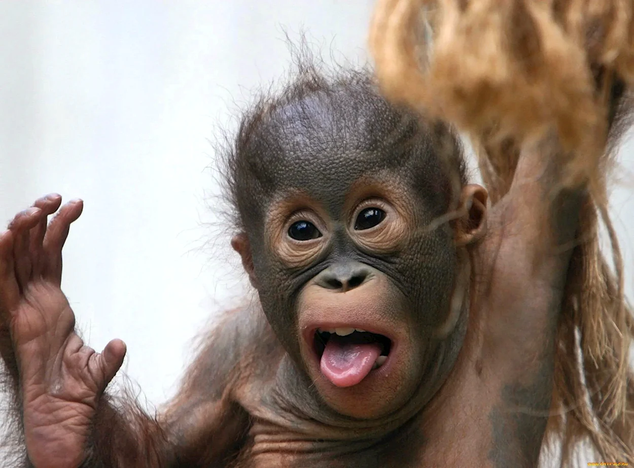Смешные обезьяны. Красивое животное
