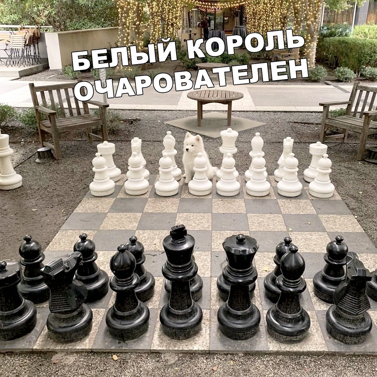 Смешные шахматы. Прикольная картинка