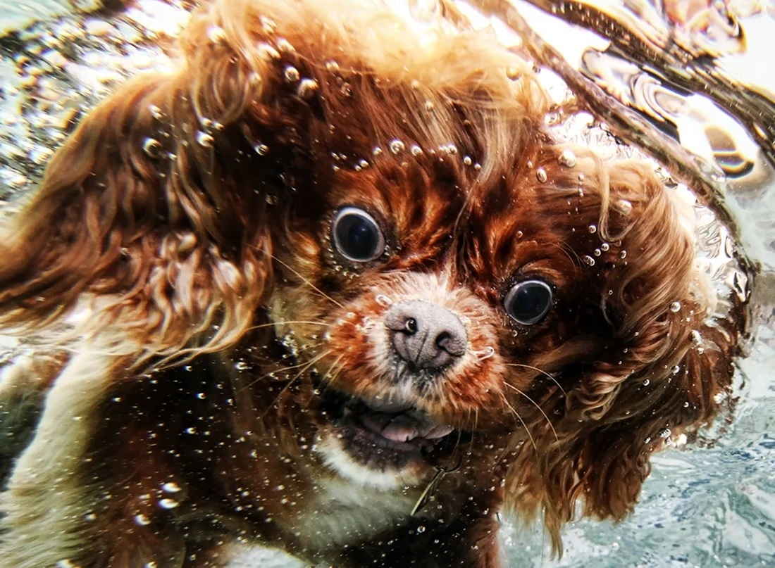 Смешные собаки в воде. Красивое животное