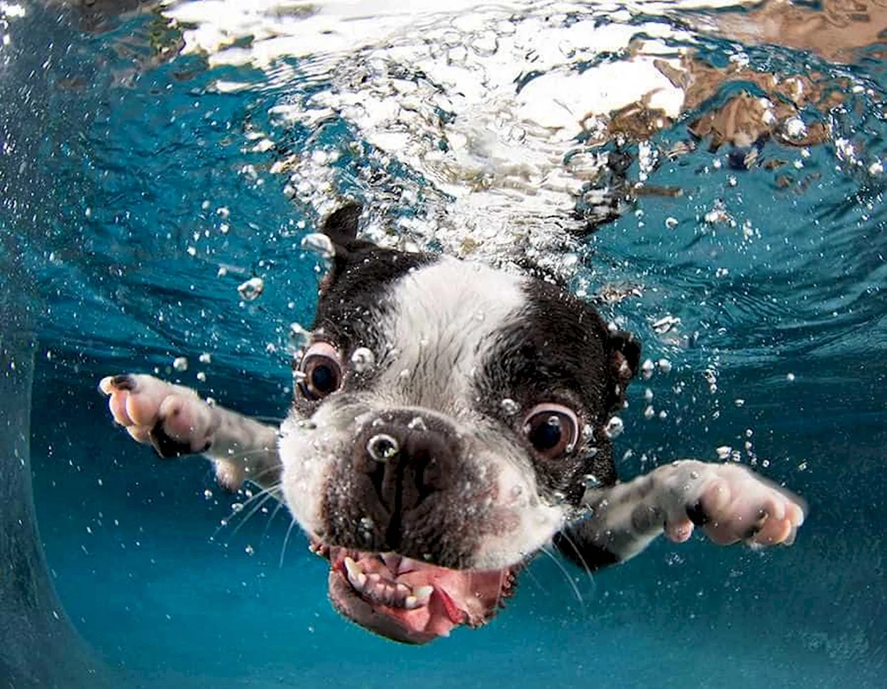 Смешные животные под водой. Красивое животное