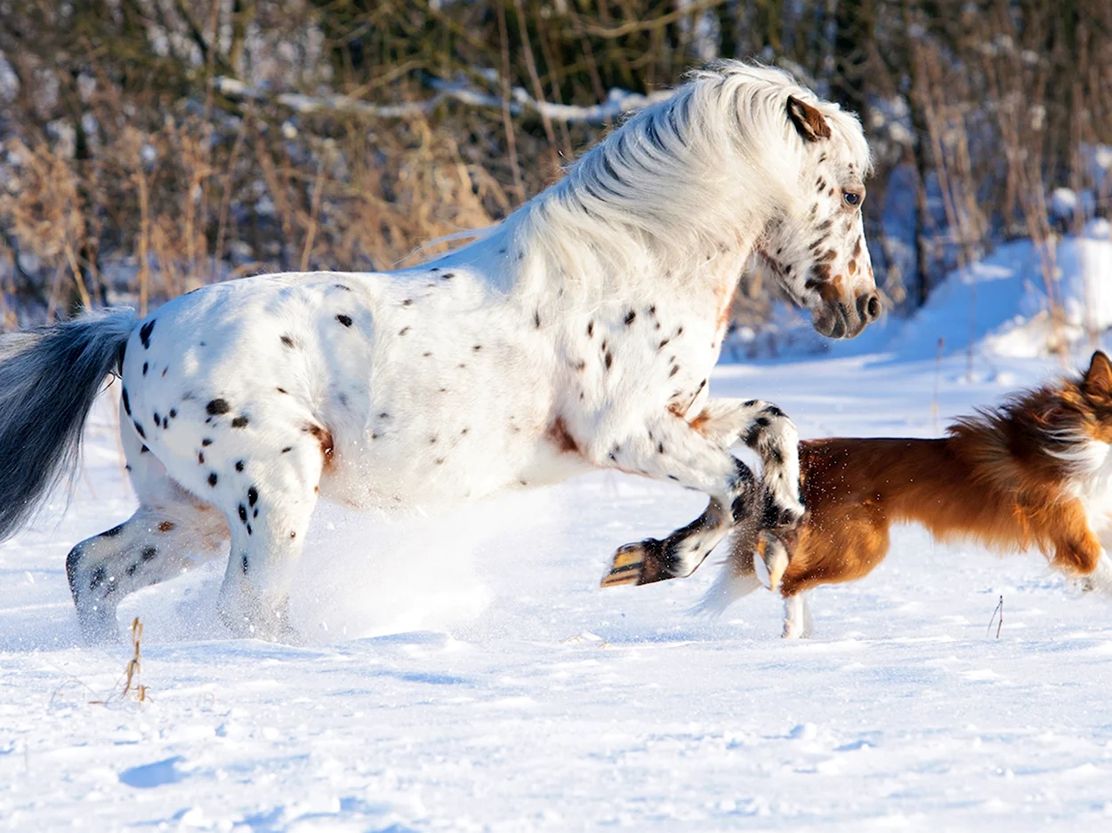 Снежные звери. Красивое животное