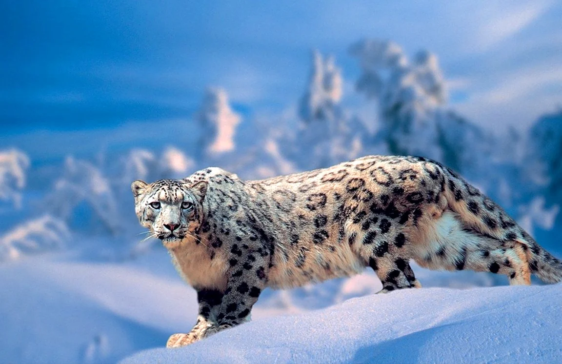 Снежный Барс Ирбис. Красивое животное