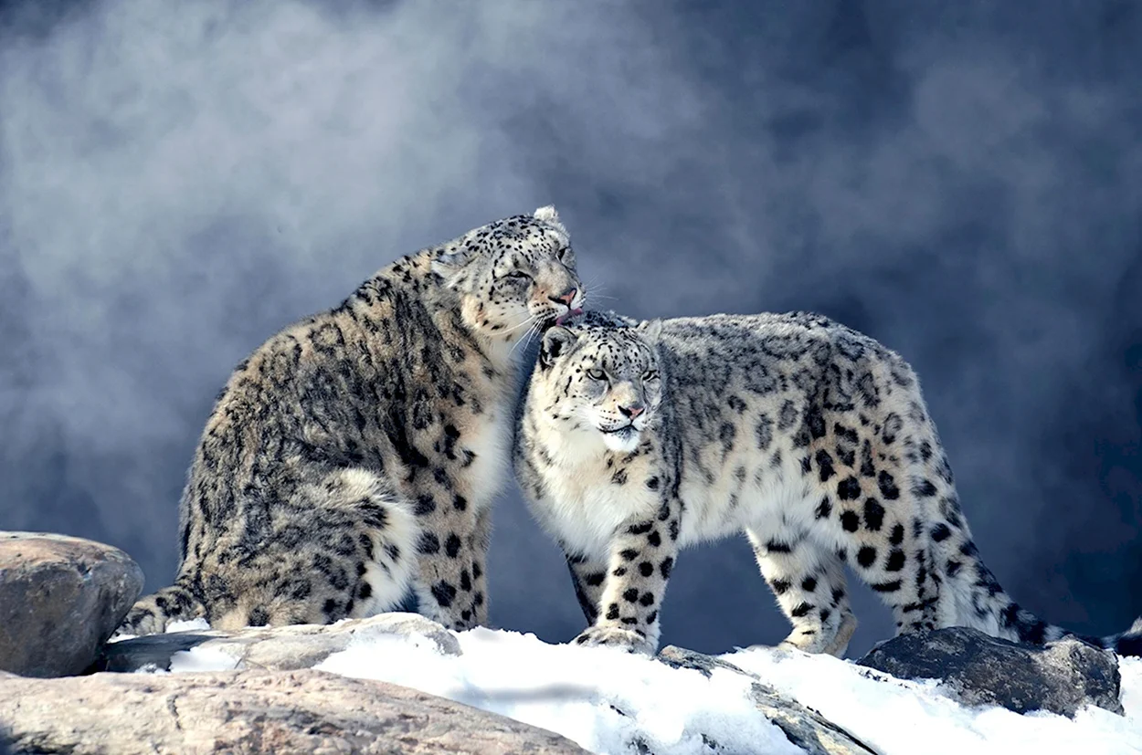 Снежный Барс Ирбис снежный леопард. Красивое животное