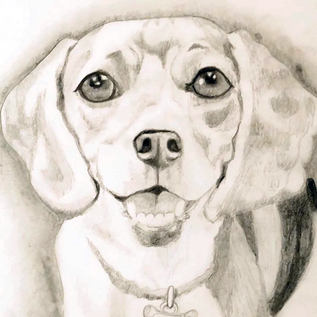 Собачка рисунок карандашом. Красивое животное