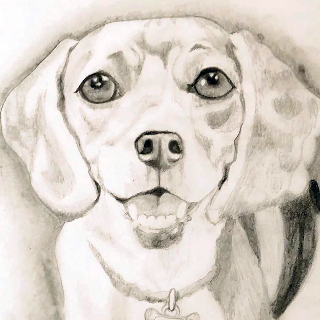 Собачка рисунок карандашом. Красивые картинки животных