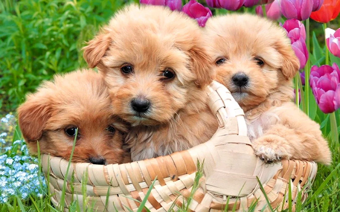 Собачки щенки. Красивые картинки животных
