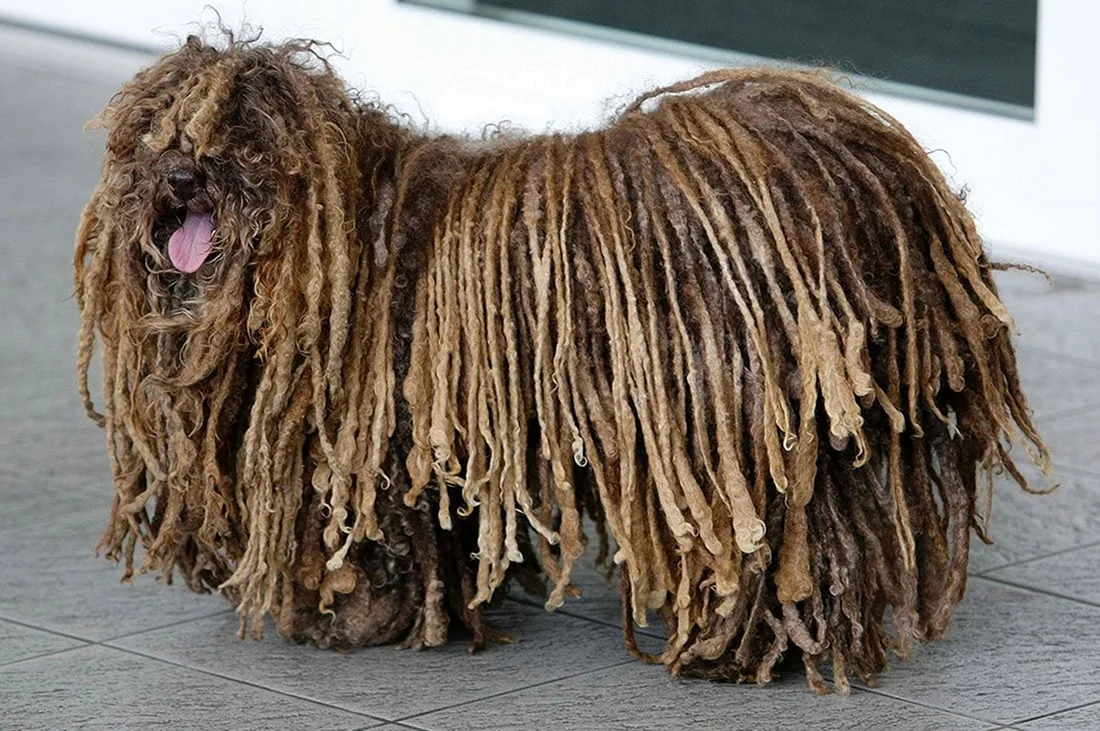 Собака Боба Марли порода. Красивое животное
