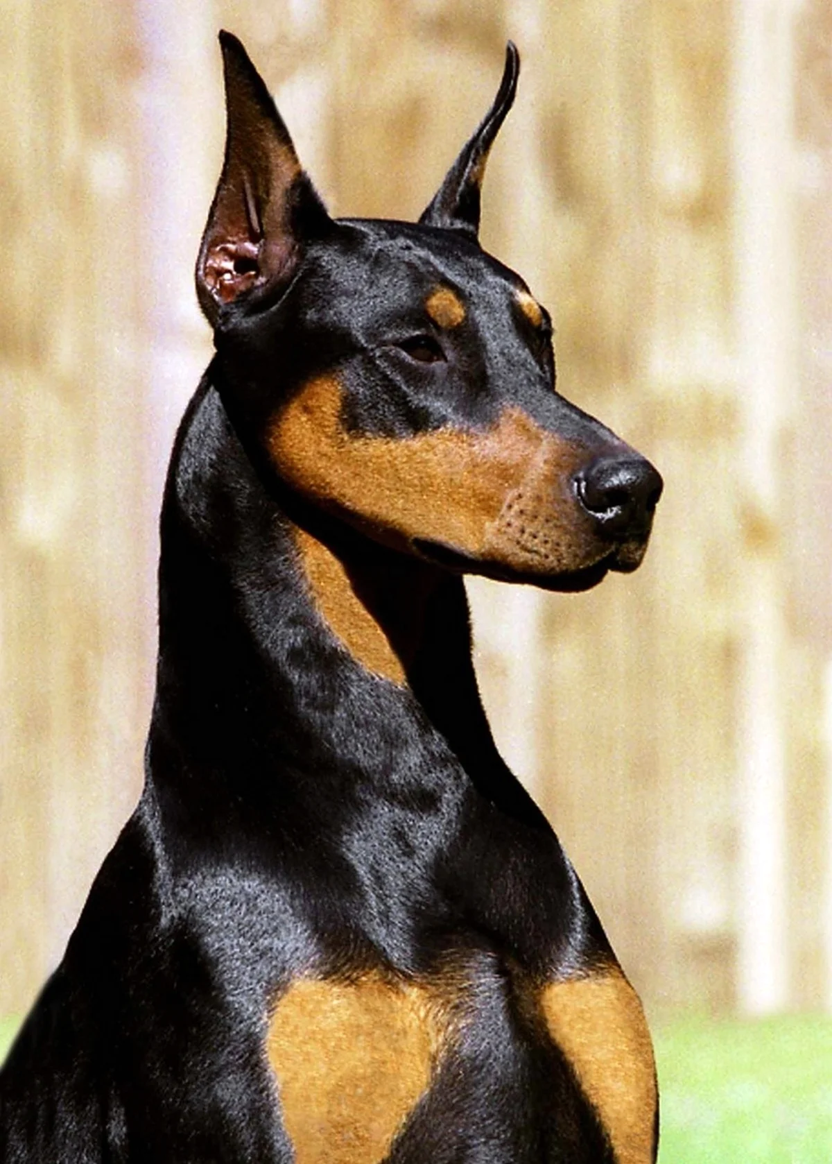 Собака Доберман. Красивое животное