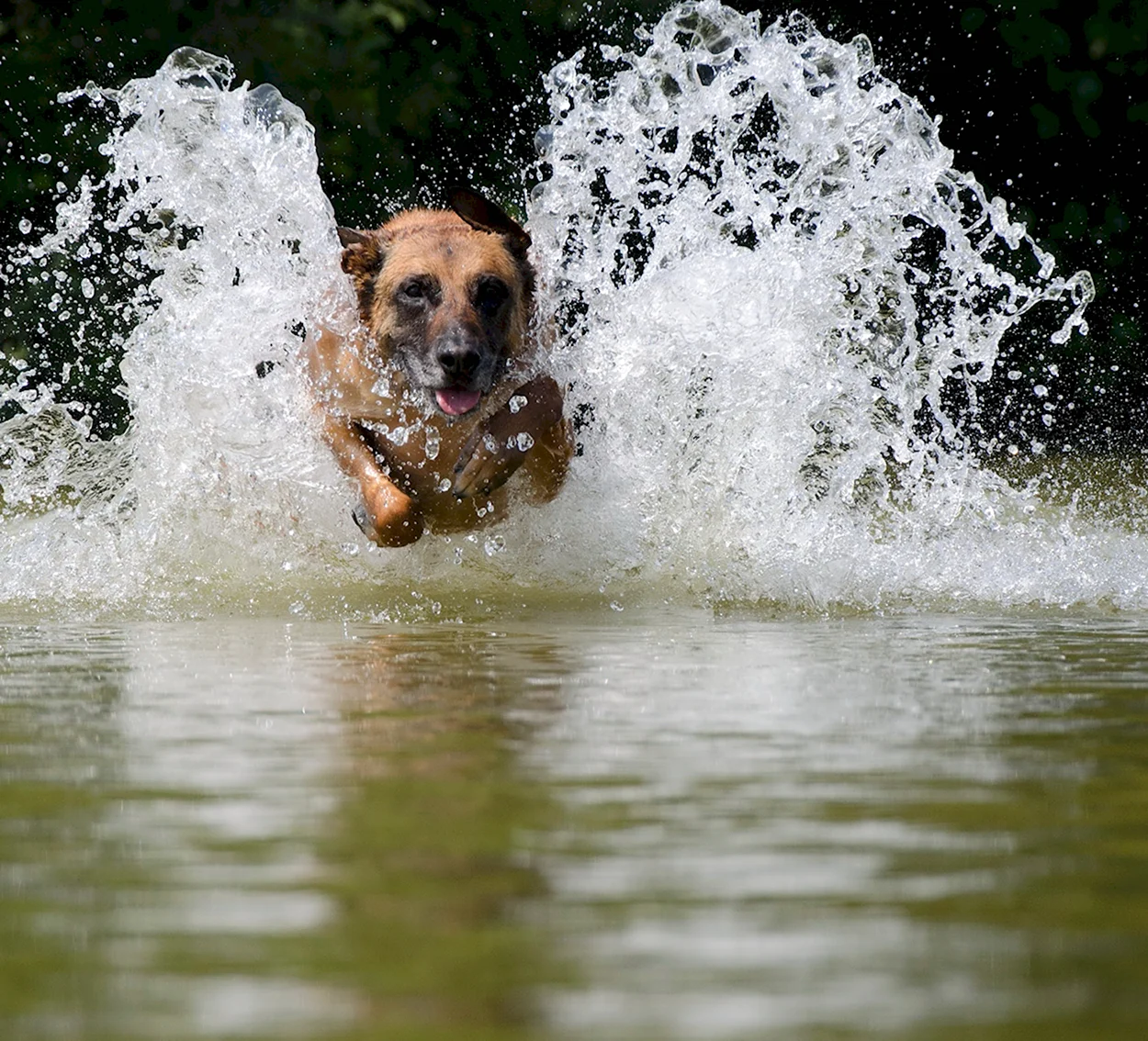 Собака и брызги воды. Красивое животное