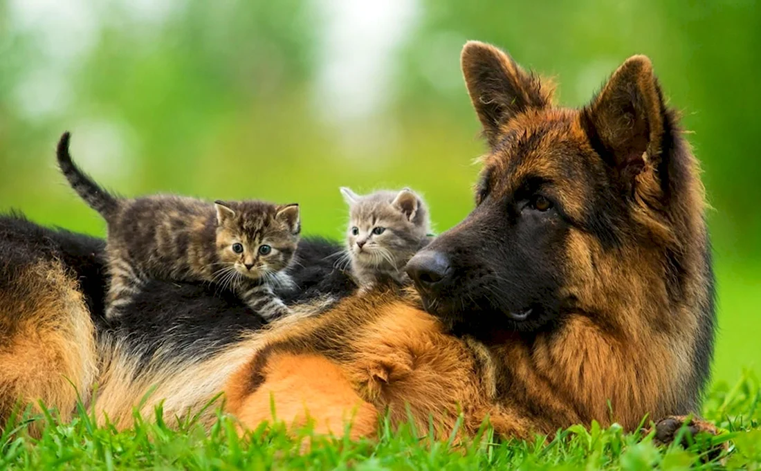 Собака и кошка вместе. Красивые картинки животных