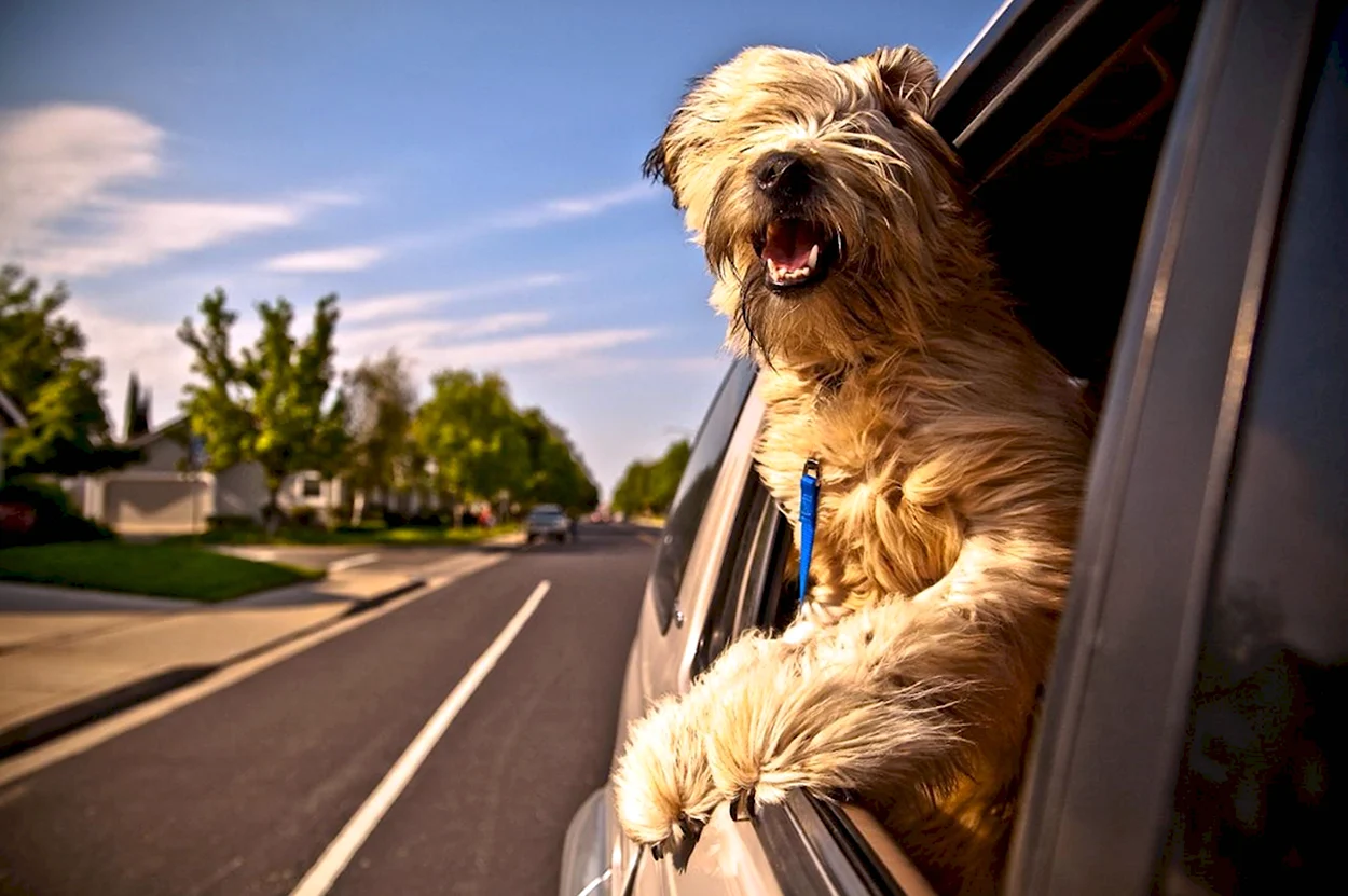 Собака из окна машины. Красивое животное