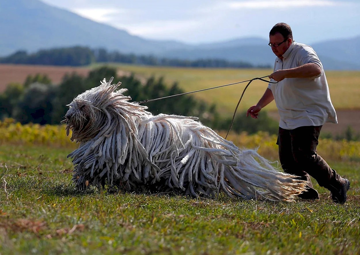 Собака Комондор венгерская овчарка. Красивое животное
