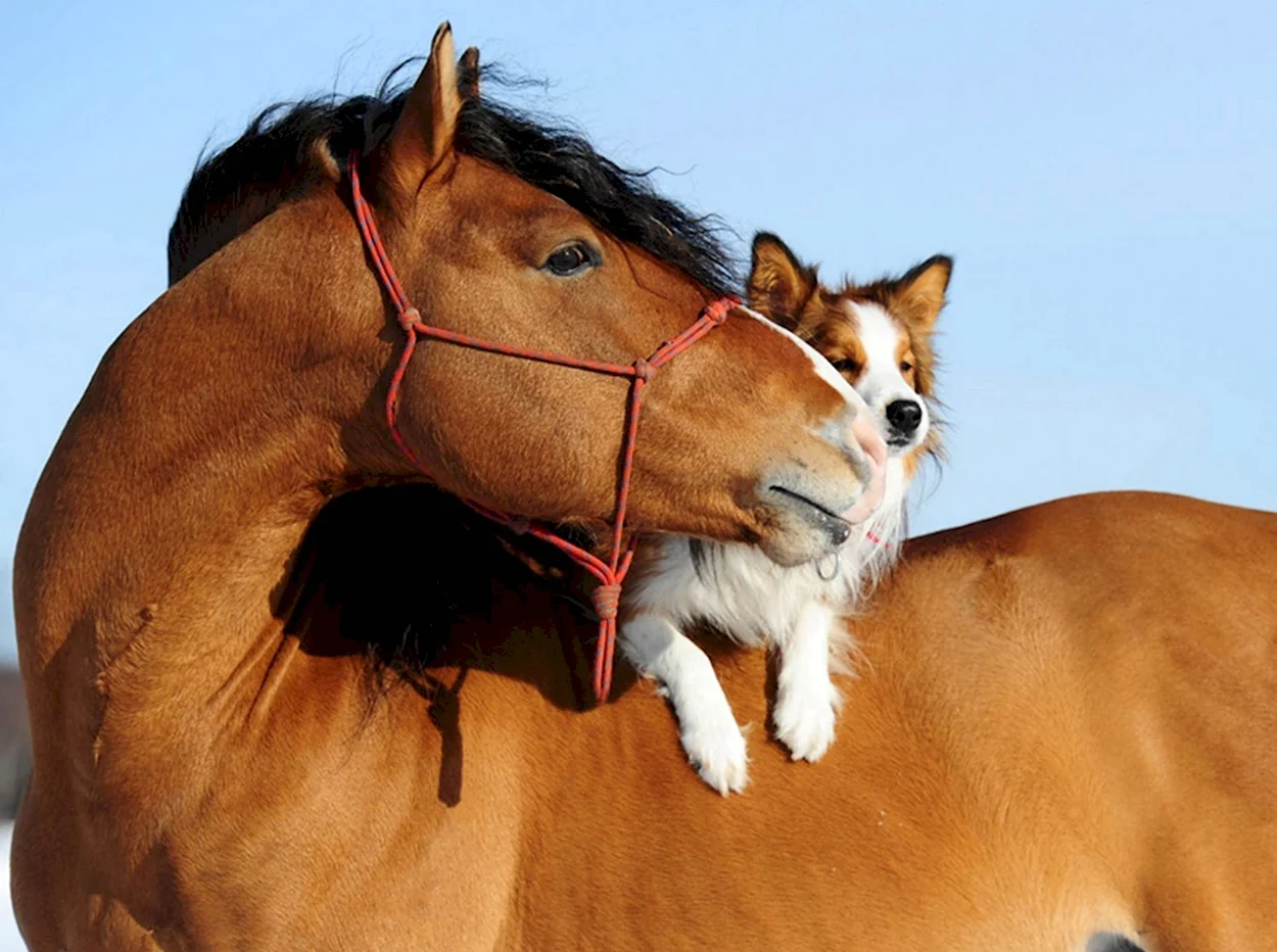 Собака лающая на лошадь. Красивое животное