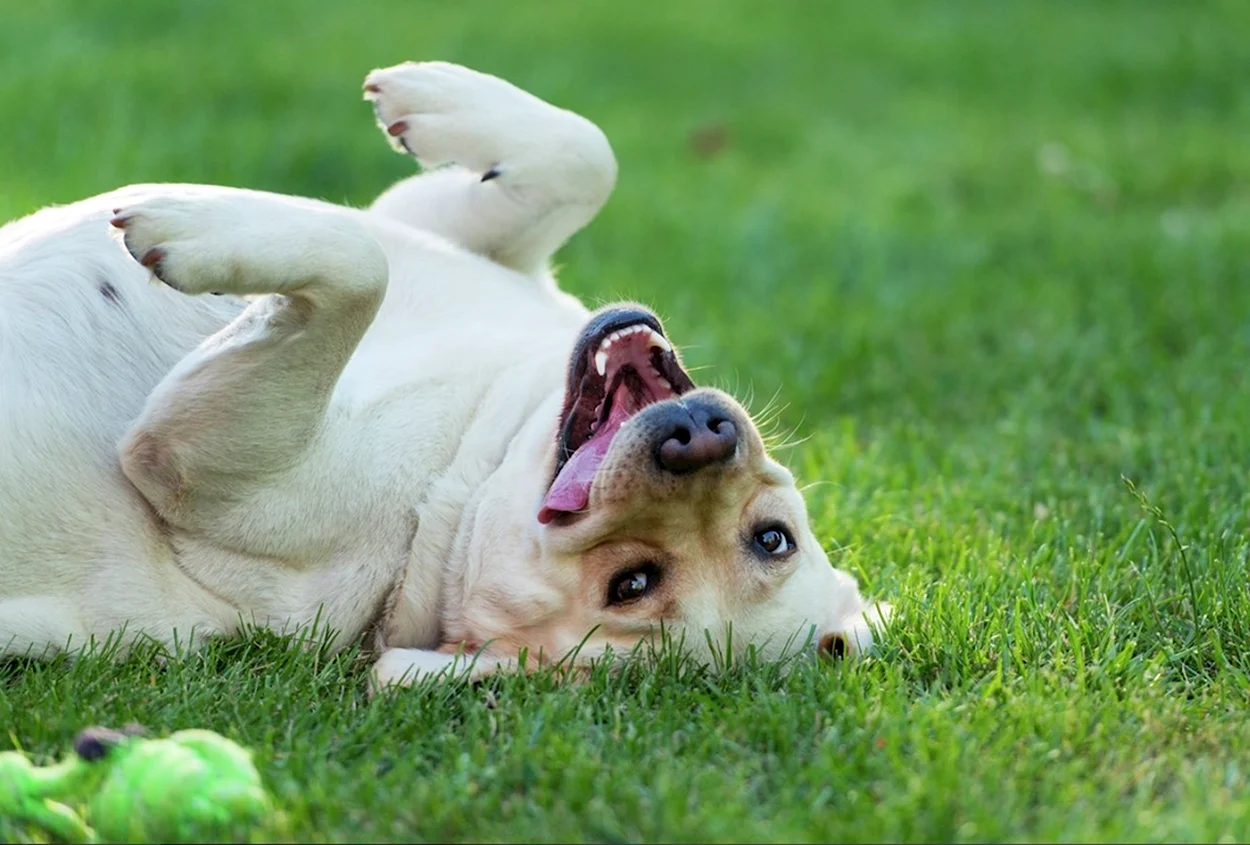 Собака лежит на траве. Красивое животное