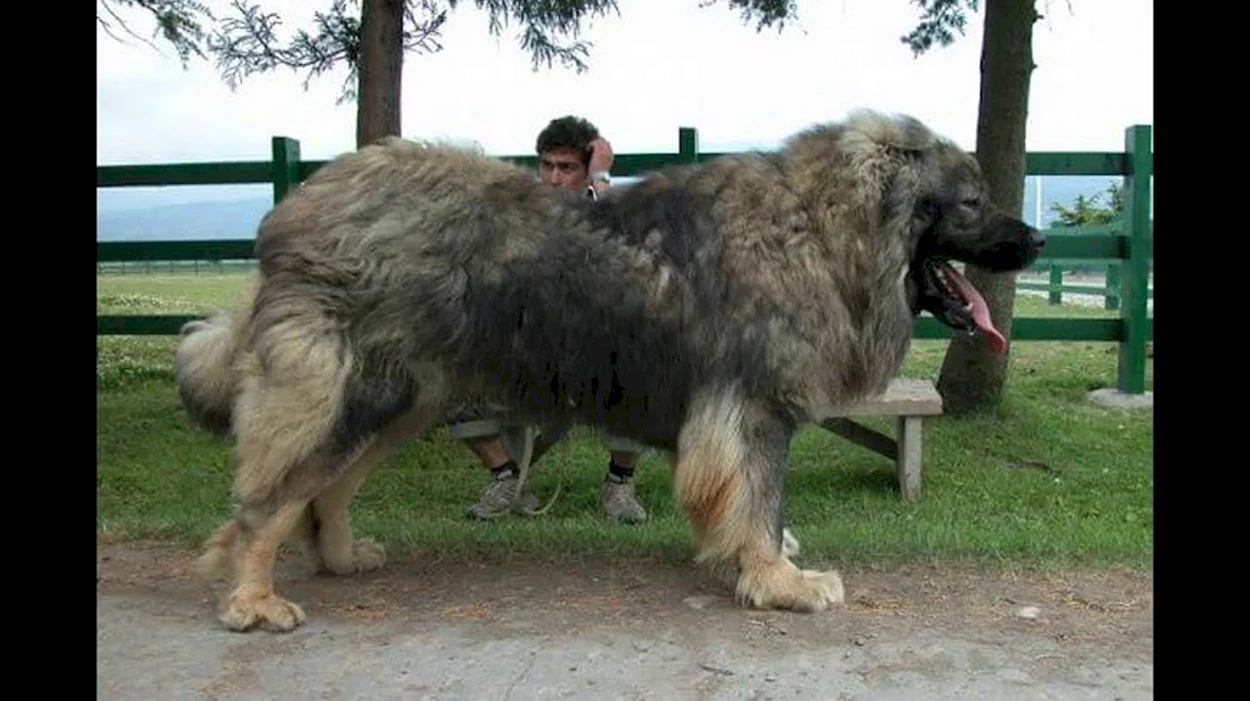 Собака мастиф Кавказская овчарка. Красивое животное