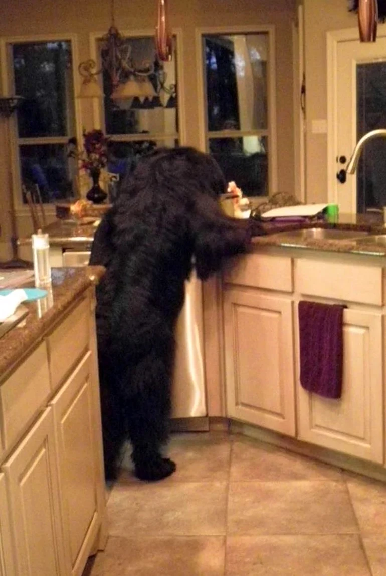Собака на кухне. Красивое животное