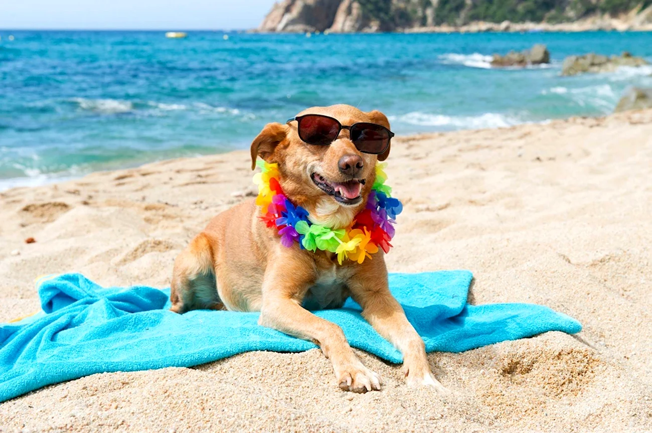 Собака на пляже. Картинка
