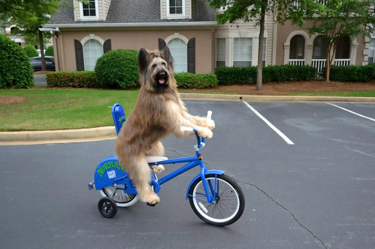 Собака на велосипеде. Красивое животное
