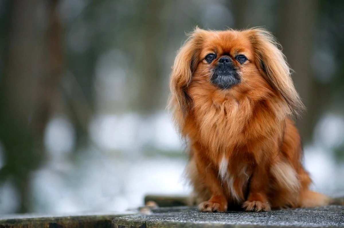 Собака Пекинес. Красивое животное
