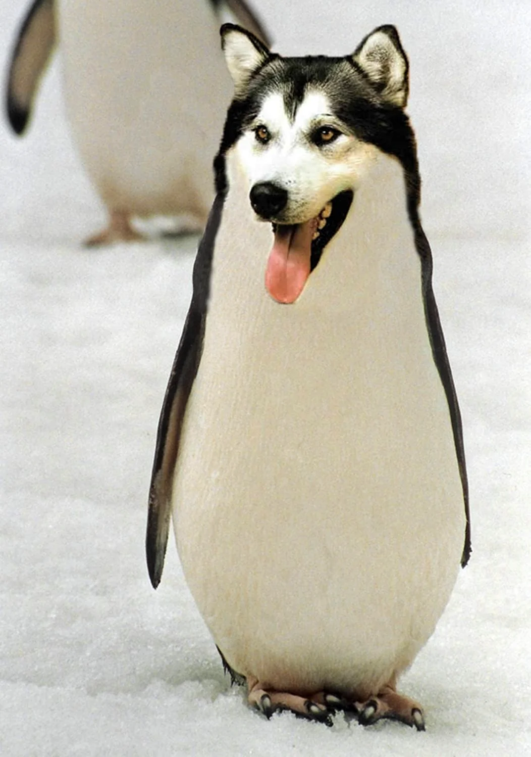 Собака Пингвин. Красивое животное