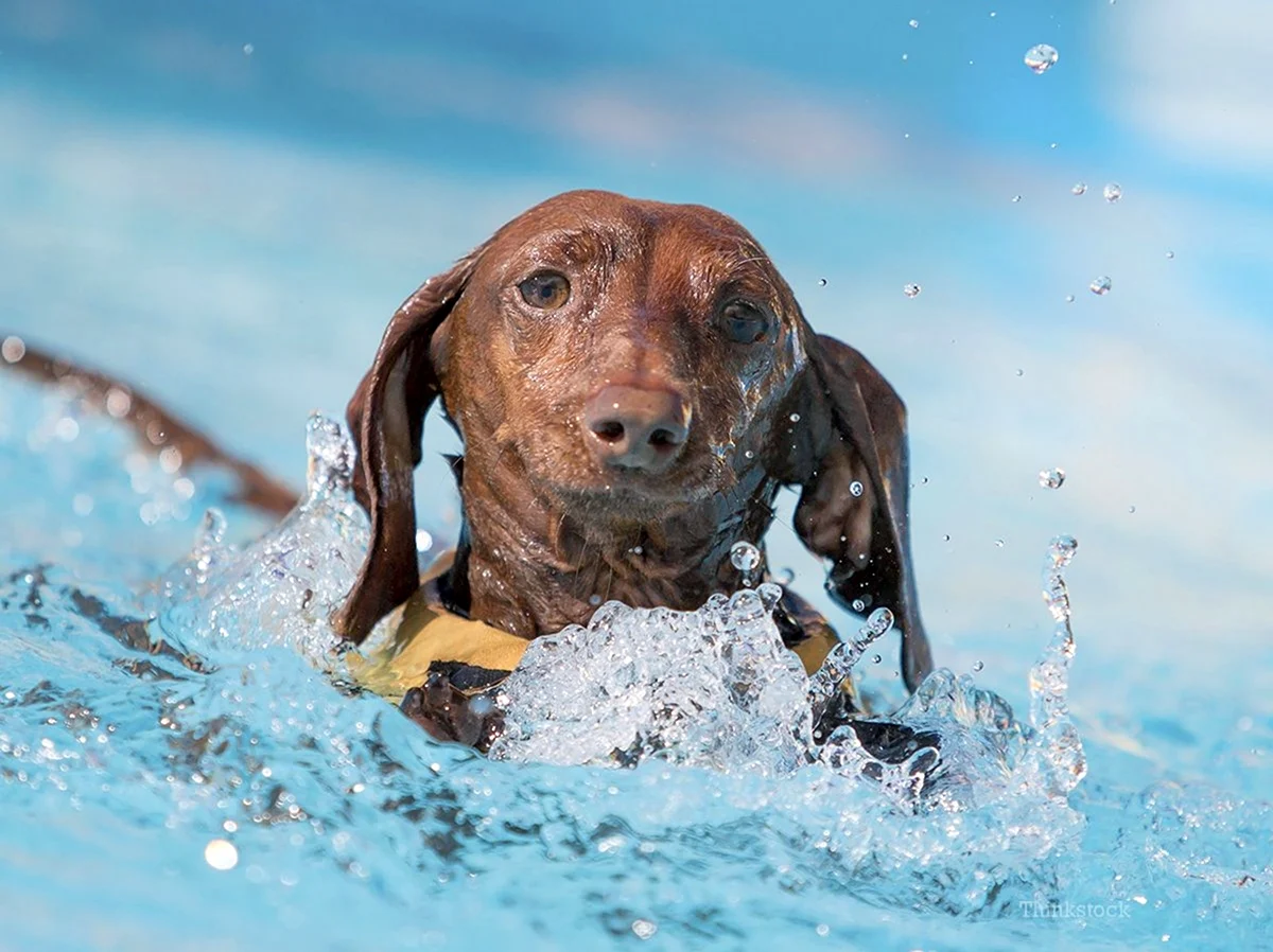 Собака плавает. Красивое животное