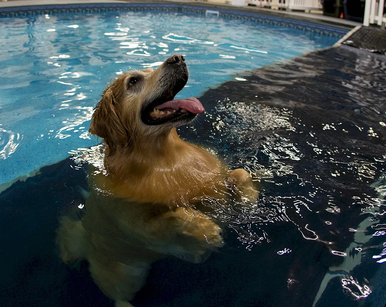 Собака плавает. Красивое животное