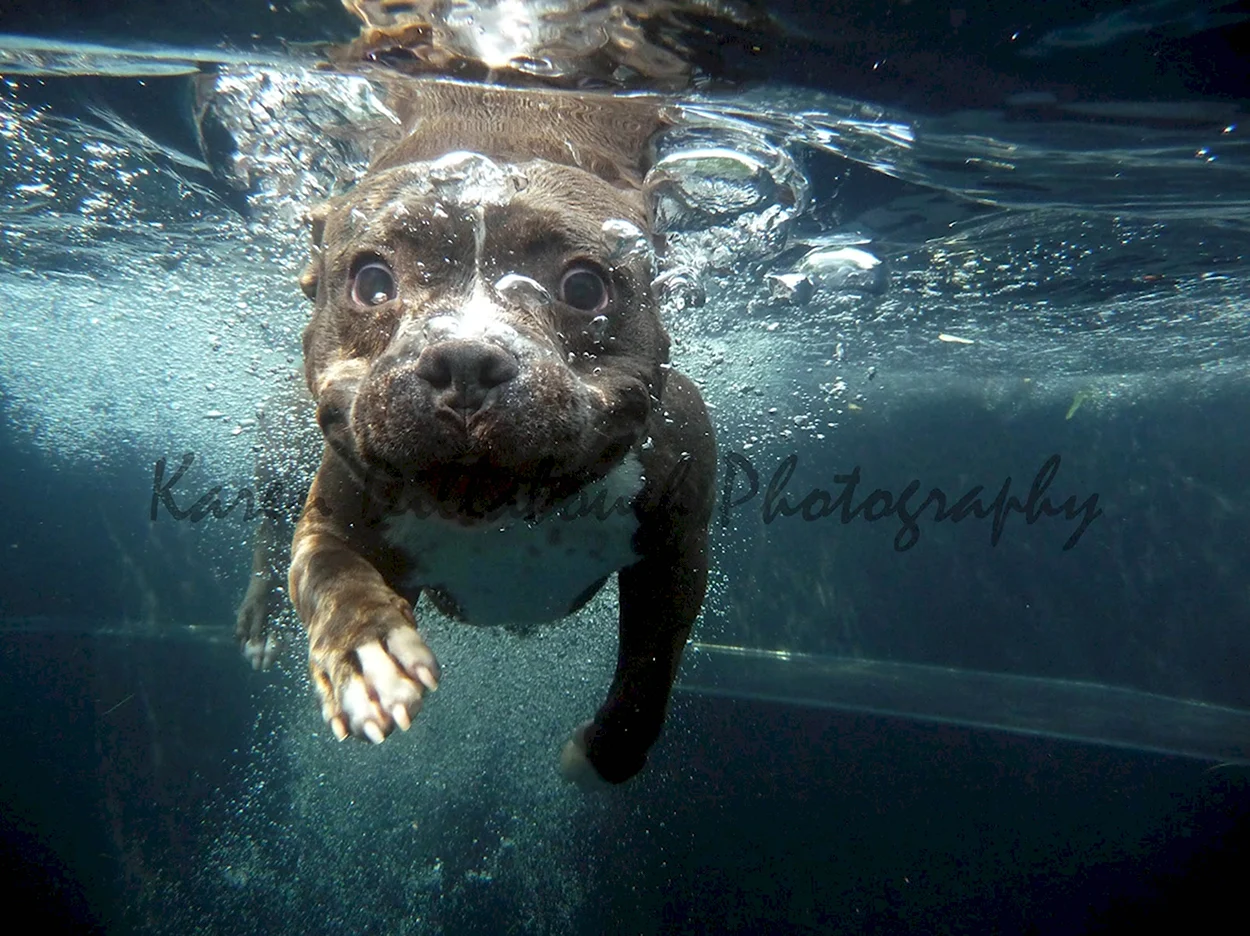 Собака под водой арт. Красивое животное