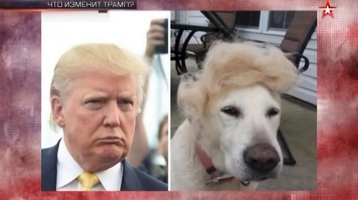 Собака похожая на Дональда Трампа. Знаменитость