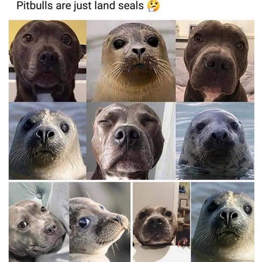 Собака похожая на тюленя. Картинка