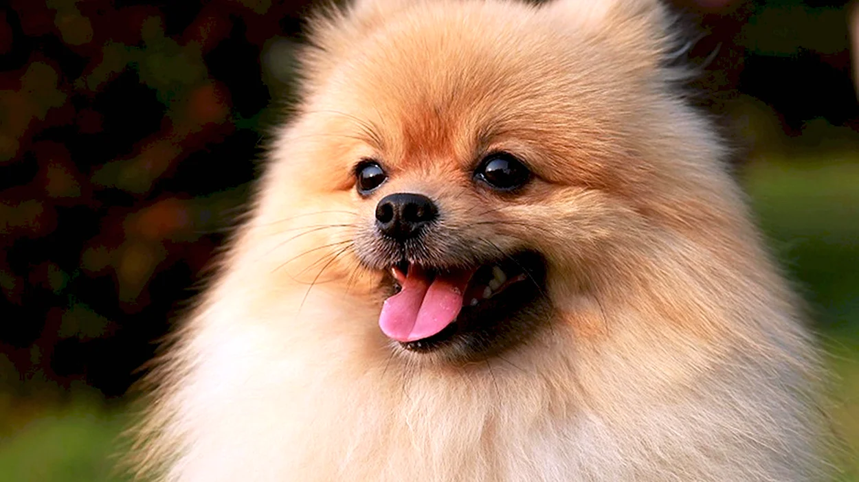 Собака померанский шпиц. Красивое животное