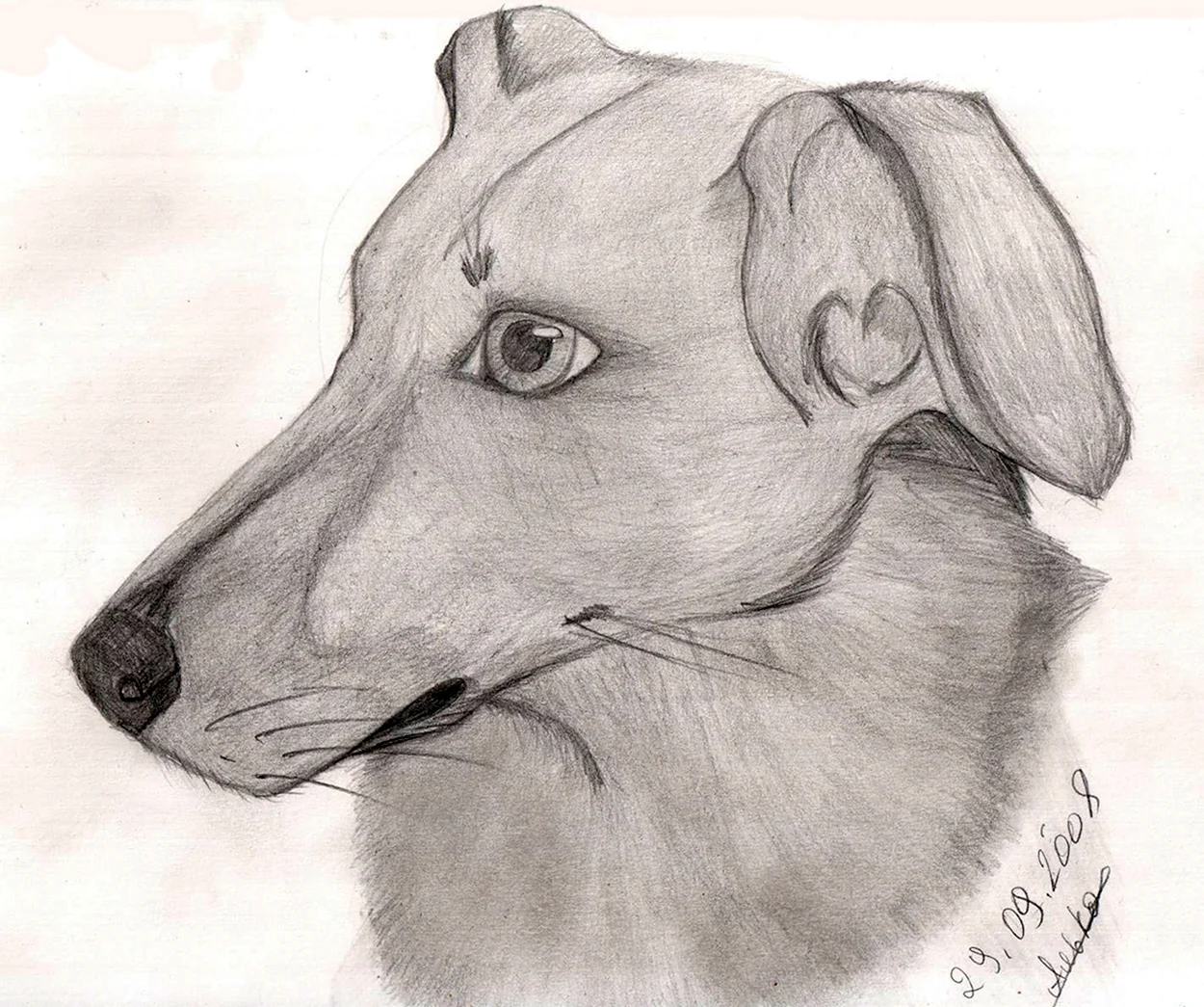 Собака простым карандашом. Красивое животное