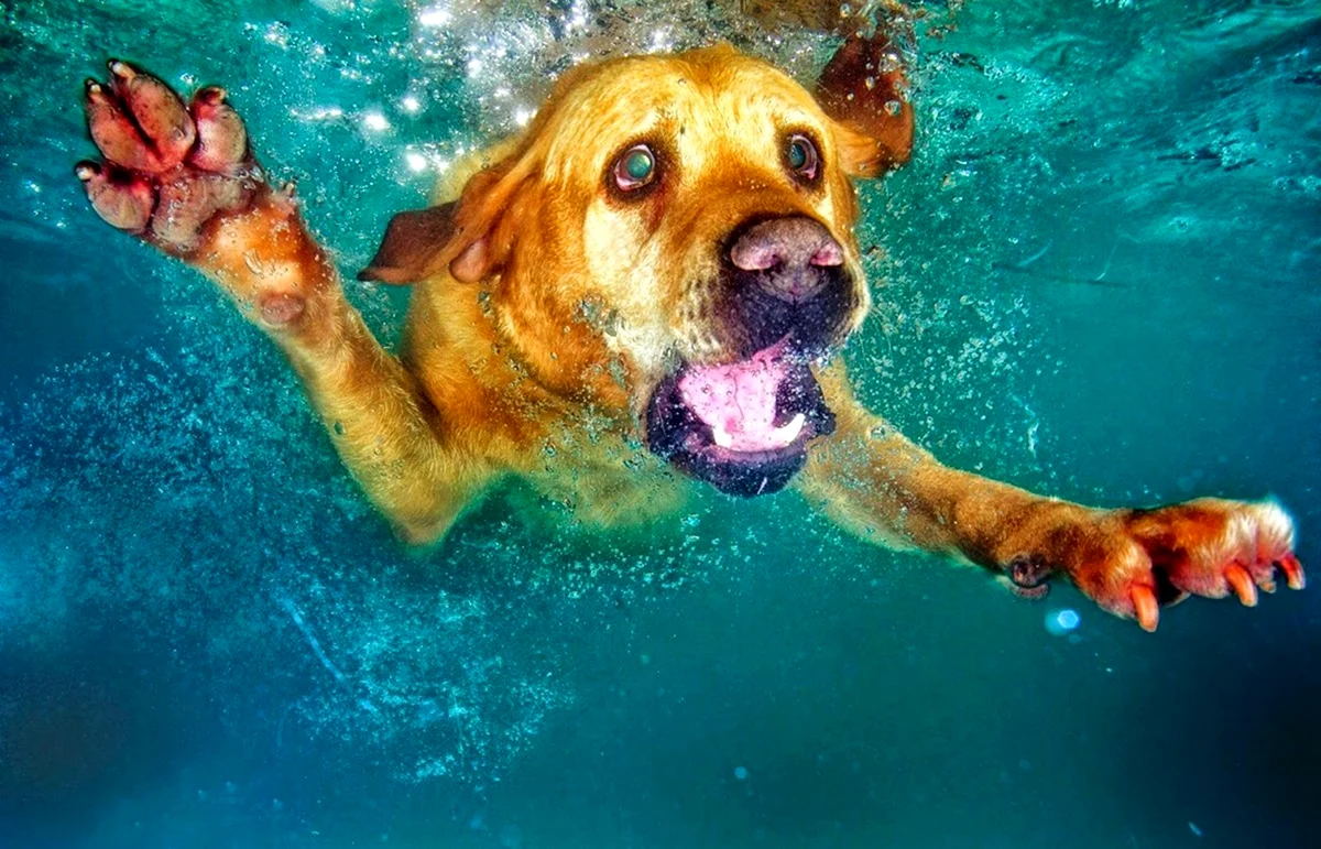 Собака прыгает в воду. Красивое животное