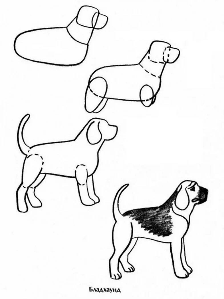 Собака рисунок. Для срисовки