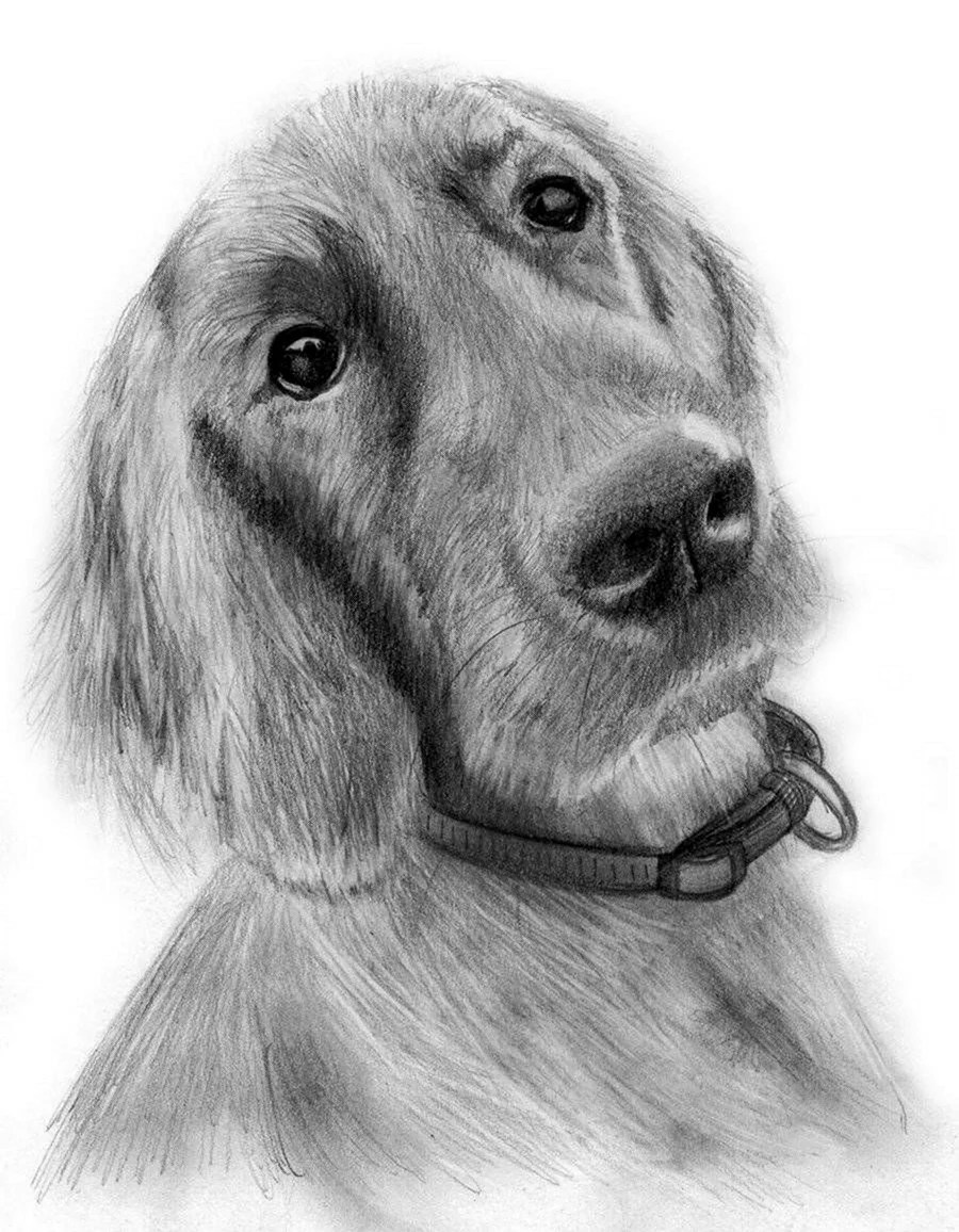 Собака рисунок. Красивые картинки животных