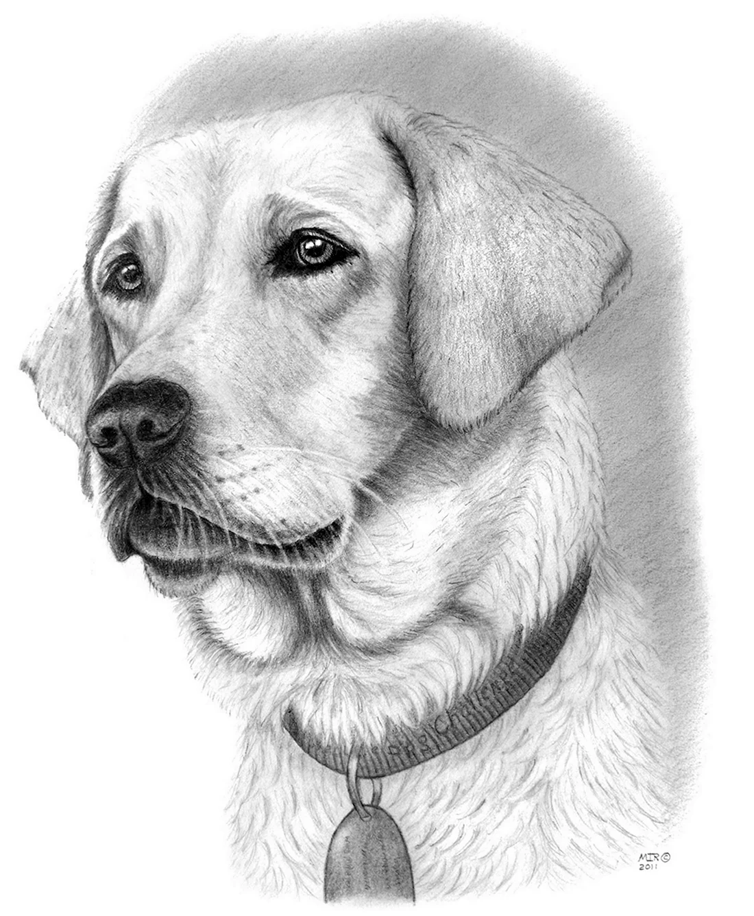 Собака рисунок. Красивые картинки животных