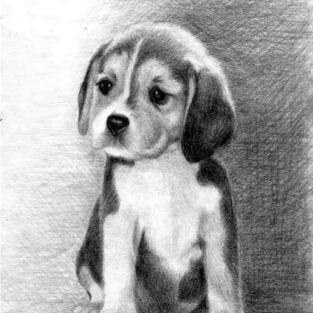 Собака рисунок карандашом. Красивое животное