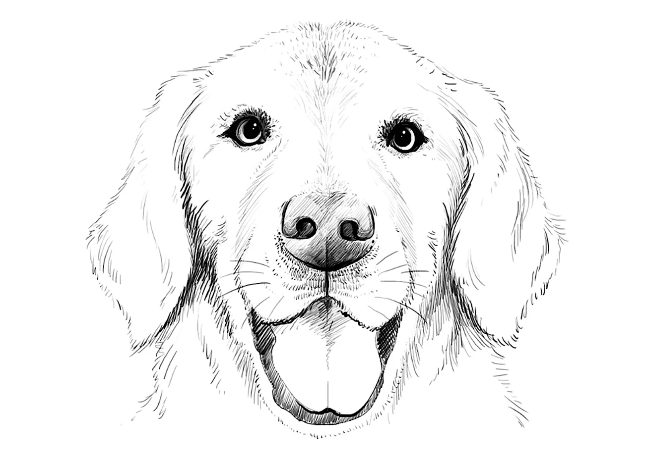 Собака рисунок карандашом. Для срисовки