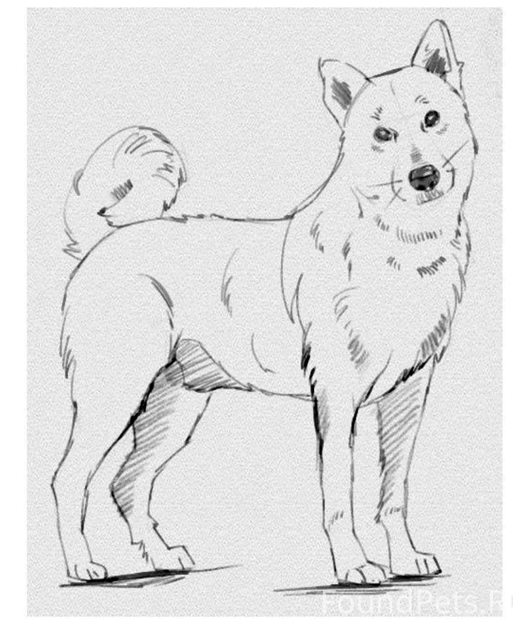 Собака рисунок карандашом. Для срисовки
